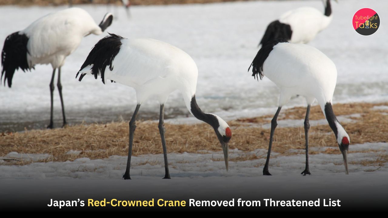 Japan’s Red-Crowned Crane Removed from Threatened List
