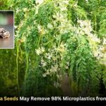 Moringa Seeds May Remove 98% Microplastics from Water