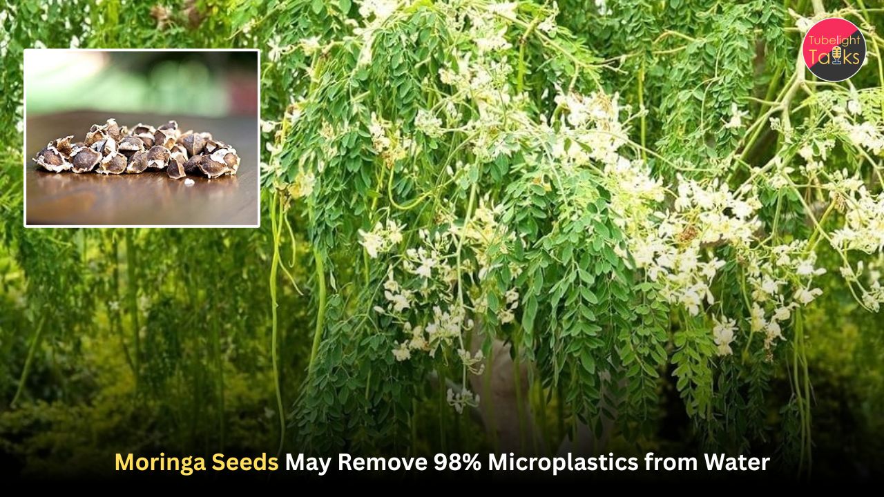 Moringa Seeds May Remove 98% Microplastics from Water