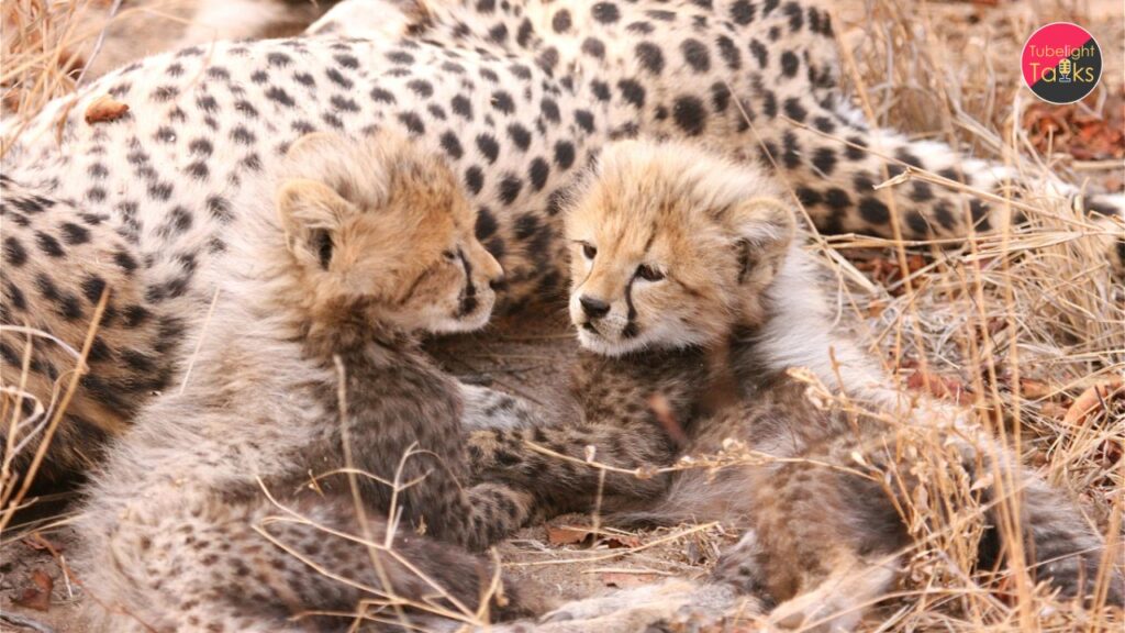 Project Cheetah Milestone: Second Indian-Born Cheetah Gives Birth at Kuno National Park
