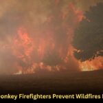 Spain’s Donkey Firefighters Prevent Wildfires Naturally