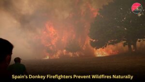 Spain’s Donkey Firefighters Prevent Wildfires Naturally