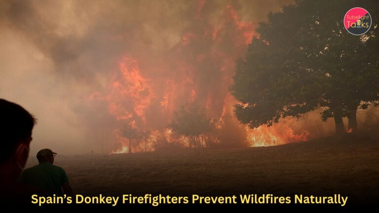 Spain’s Donkey Firefighters Prevent Wildfires Naturally