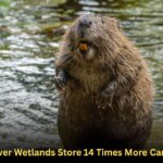 Beaver Wetlands Store 14 Times More Carbon