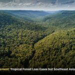 Global Forest Assessment: Tropical Forest Loss Eases but Southeast Asia Still Faces Pressure