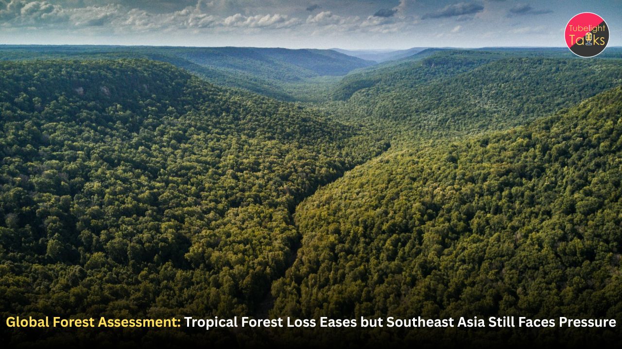 Global Forest Assessment: Tropical Forest Loss Eases but Southeast Asia Still Faces Pressure