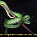 Huaxi Green Pitviper Discovered in China Through DNA