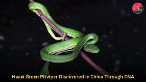 Huaxi Green Pitviper Discovered in China Through DNA