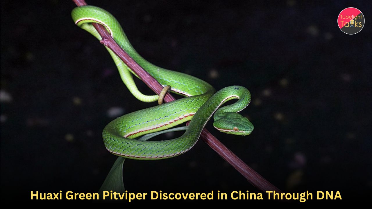 Huaxi Green Pitviper Discovered in China Through DNA