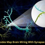 RNA Barcodes Map Brain Wiring With Synapse Precision