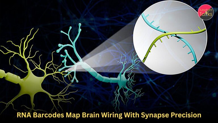 RNA Barcodes Map Brain Wiring With Synapse Precision