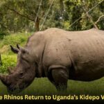 White Rhinos Return to Uganda’s Kidepo Valley