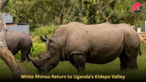 White Rhinos Return to Uganda’s Kidepo Valley