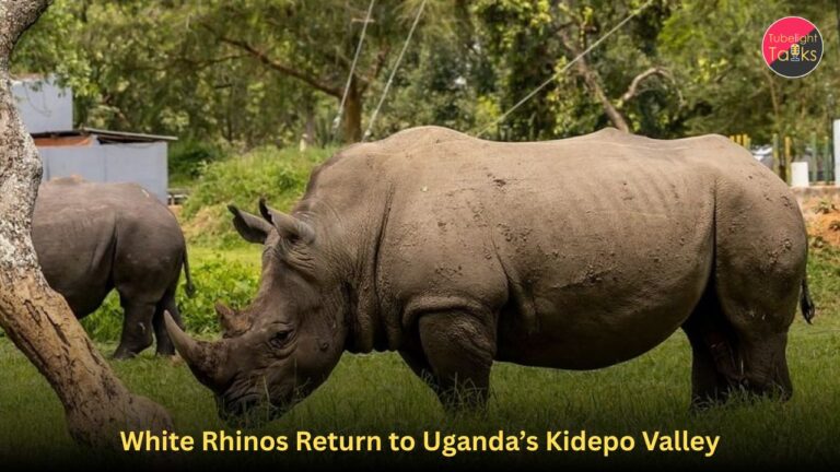White Rhinos Return to Uganda’s Kidepo Valley