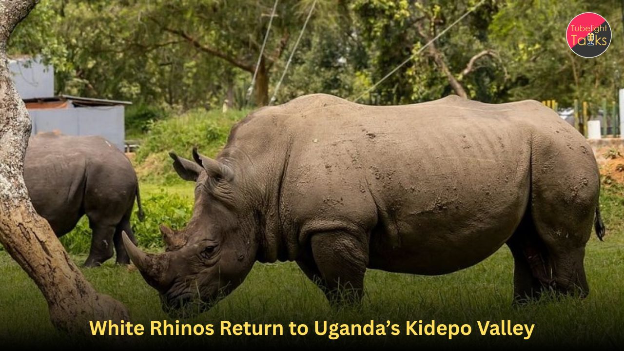 White Rhinos Return to Uganda’s Kidepo Valley