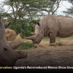 White Rhino Conservation: Uganda’s Reintroduced Rhinos Show Strong Recovery Signs