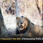 Asiatic Lion Population Hits 891