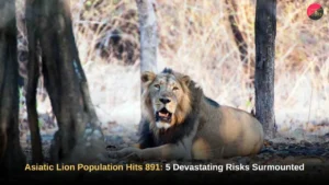 Asiatic Lion Population Hits 891