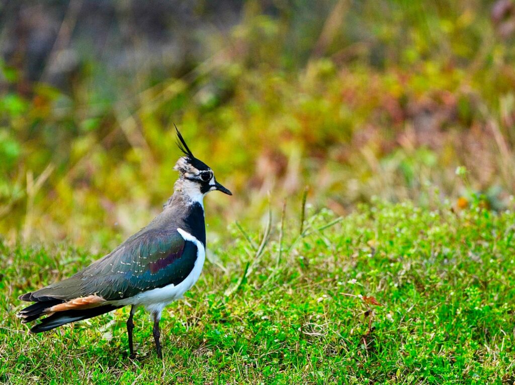 India's Glaw Lake Ramsar Site