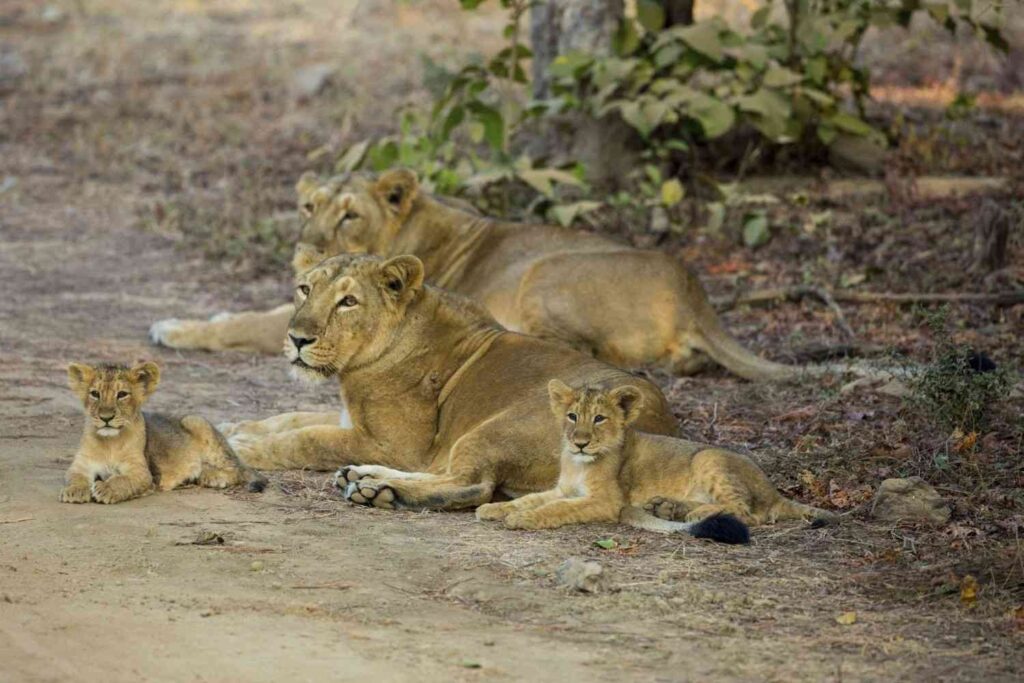 Asiatic Lion Population Hits 891: 5 Devastating Risks Surmounted
