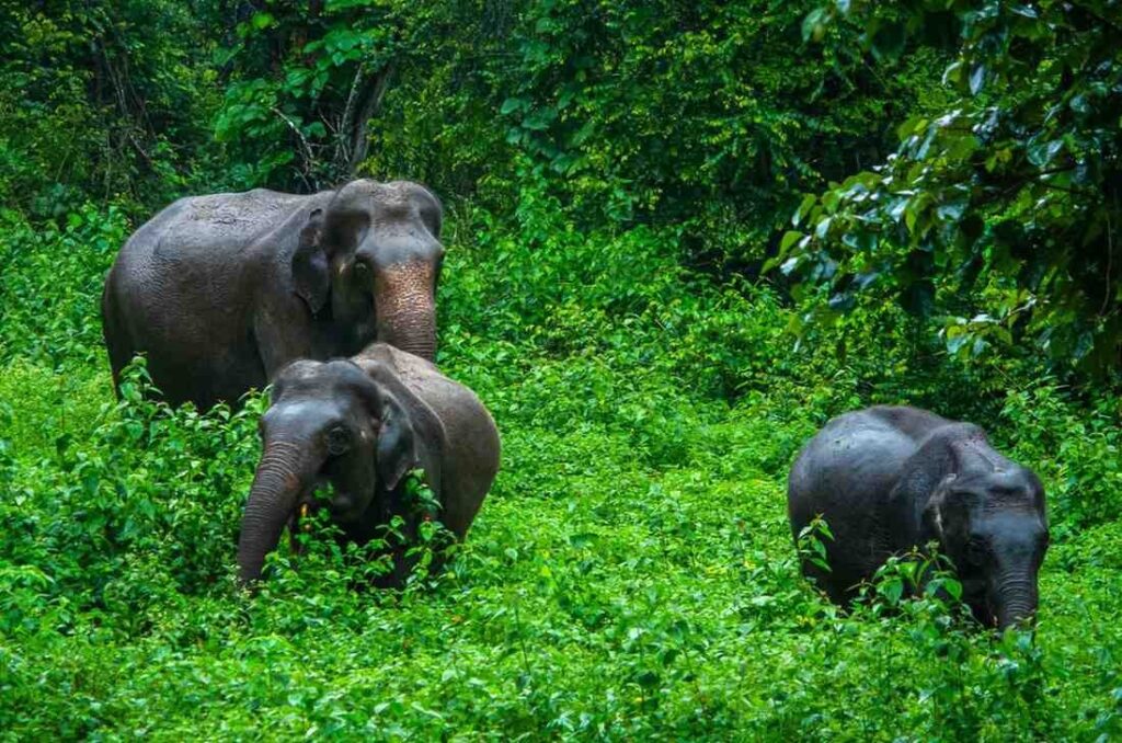 World Elephant Day 2026
